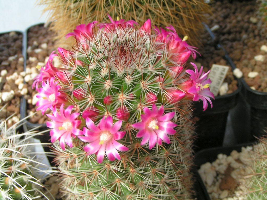 Mammillaria duoformis